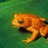 Normal_golden_toad