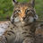 Normal_220px-lynx_lynx_poing